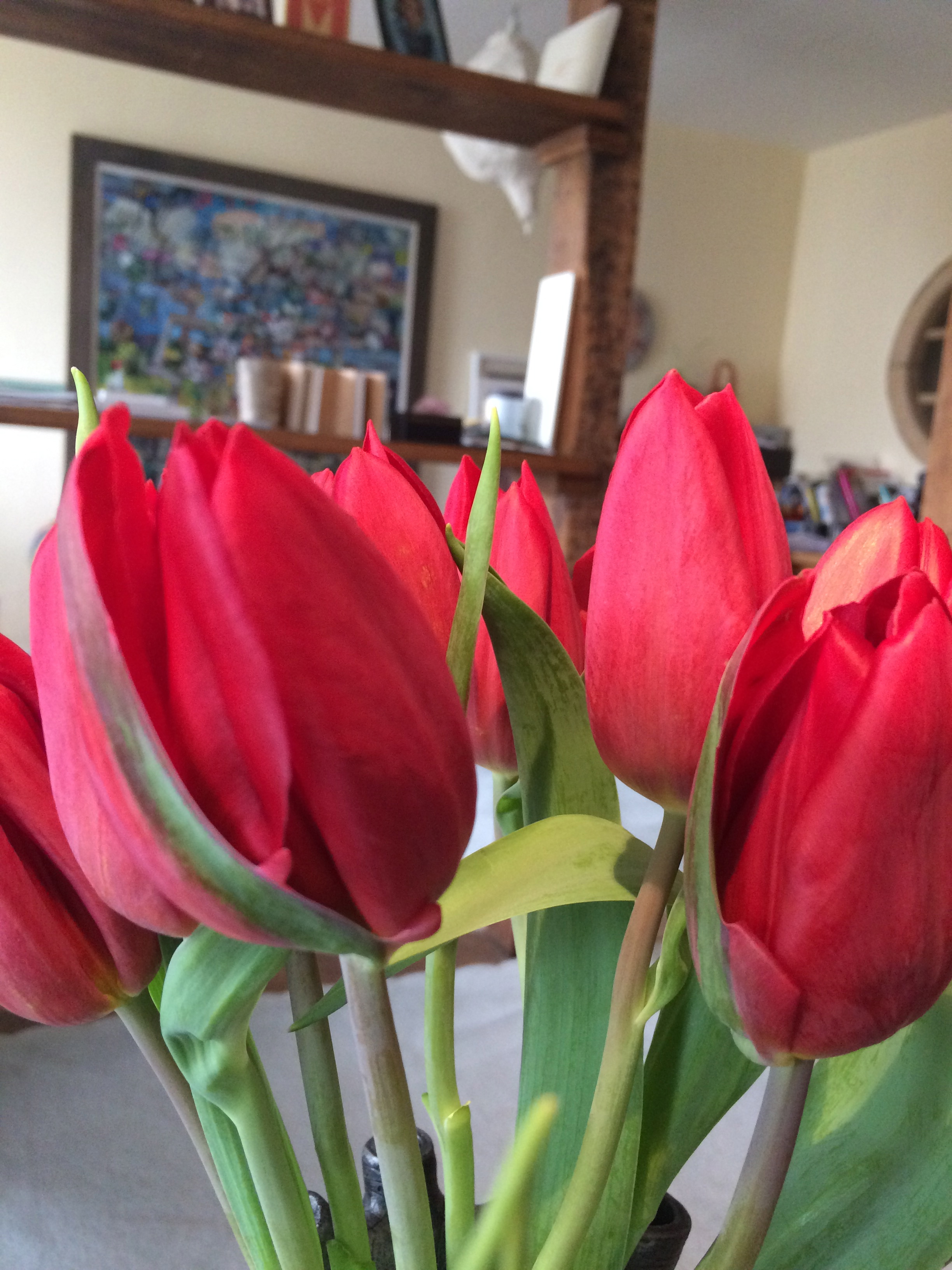 Tulips and Tortoises