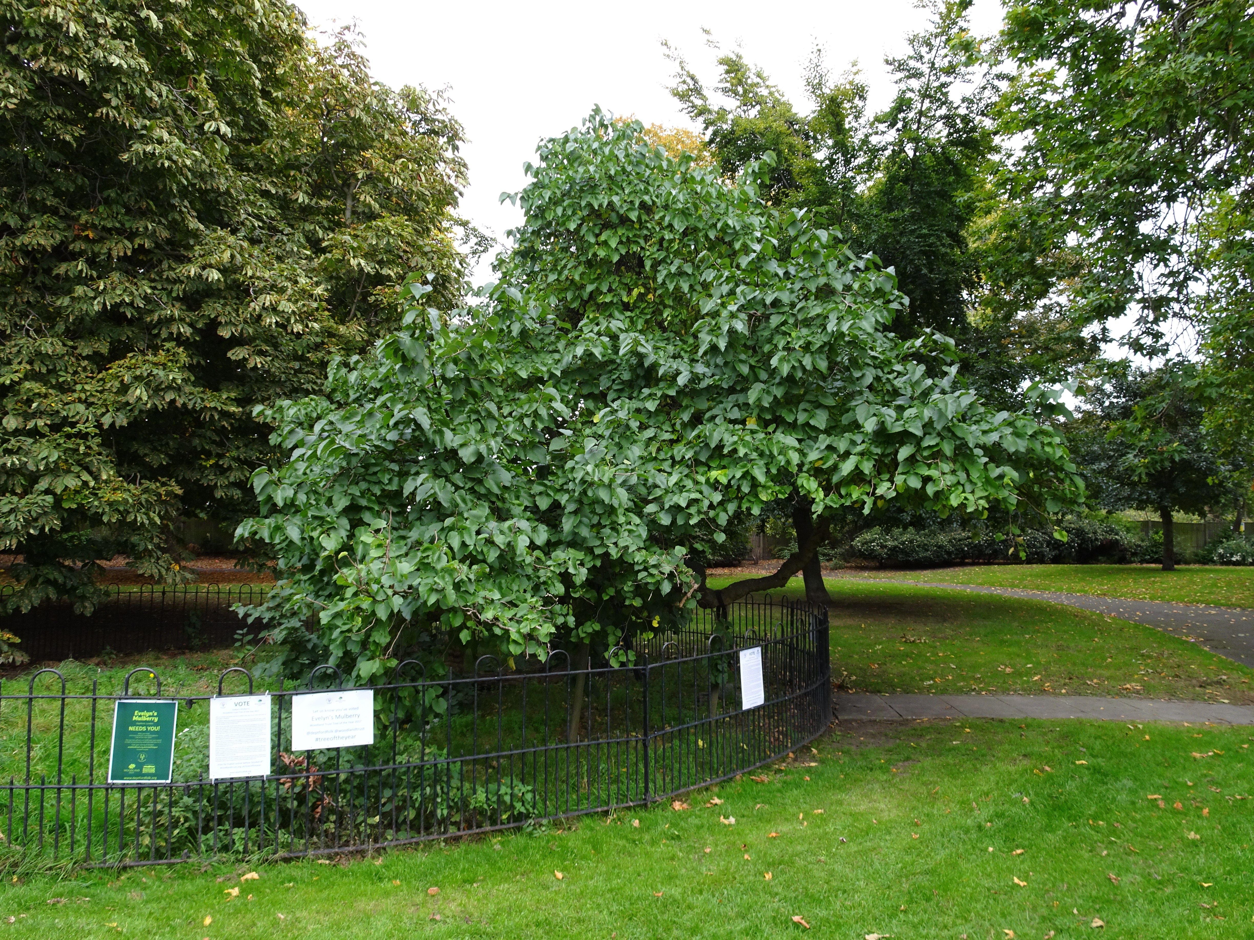 Not just a tree – John Evelyn’s Mulberry in Deptford