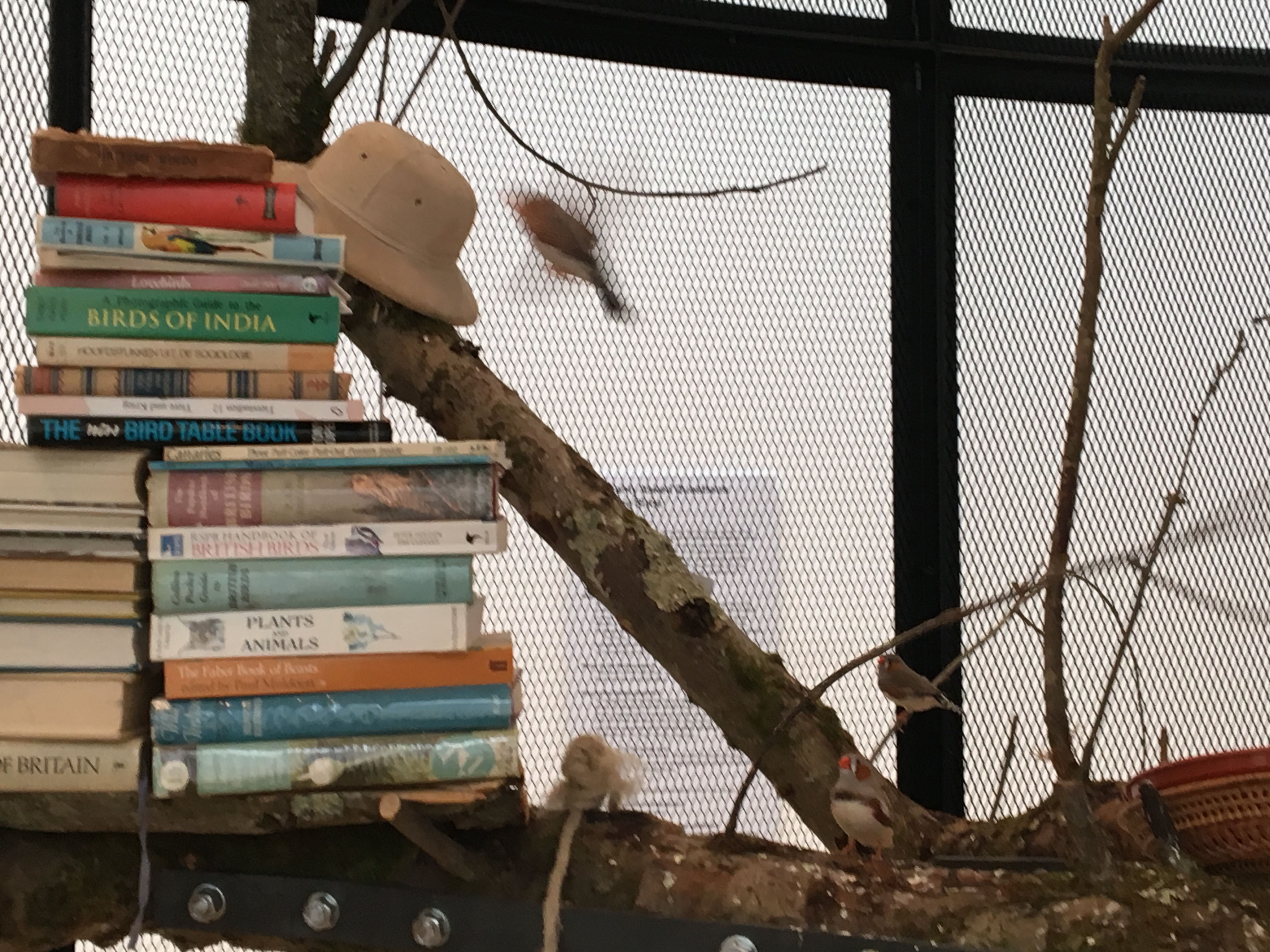 A visit to The Library of the Birds of London