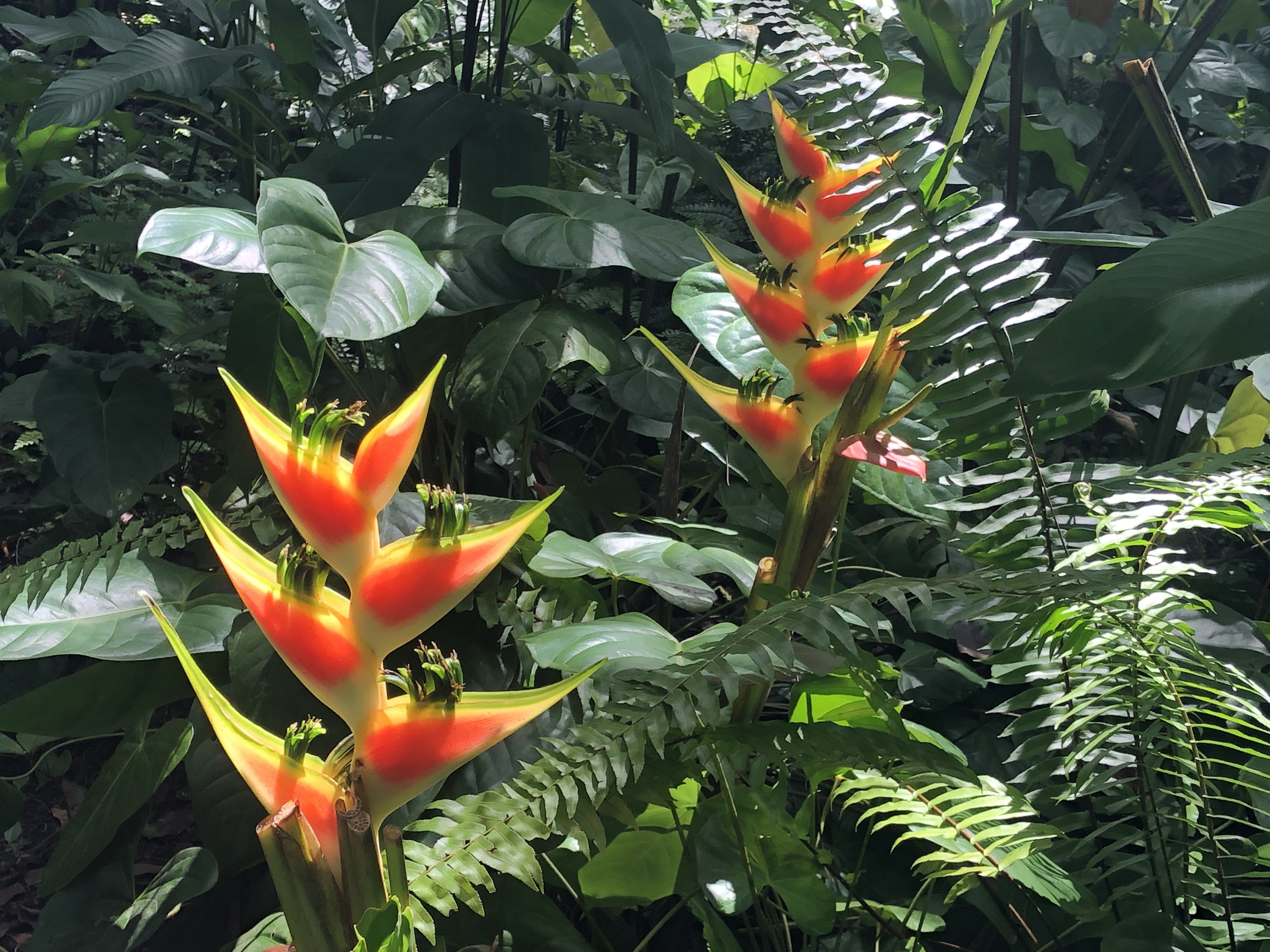 Gods, jade and sulphur – the Diamond Falls Botanical Gardens in St Lucia